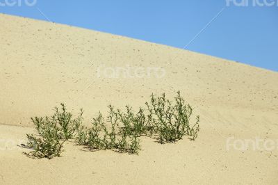 Plants in the sand