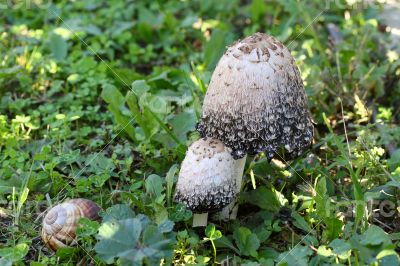 A few mushrooms growing in the grass near the fence.
