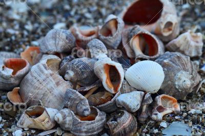Lots of colorful shells and coral on the sand.