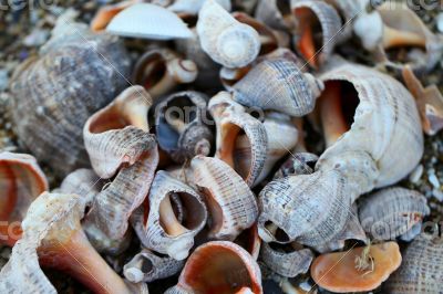 Lots of colorful shells and coral on the sand. 
