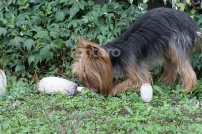 Dog and A few mushrooms growing in the grass near the fence.