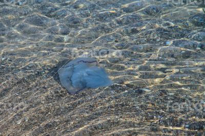 Large jellyfish floating in the water near the coast.