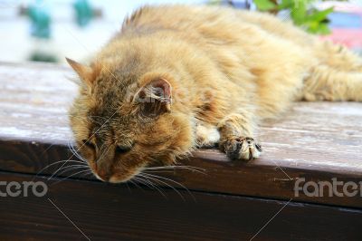 Red fluffy cat sits on the fence