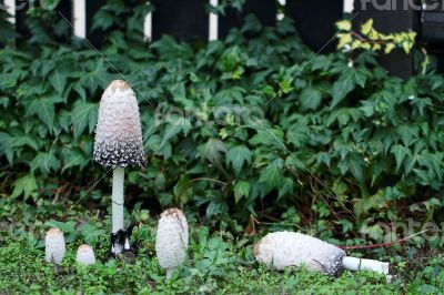 A few mushrooms growing in the grass near the fence.