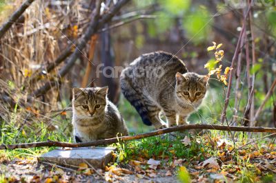 Gray fluffy cats sit on a tree among the branches and leaves
