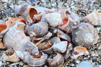 Lots of colorful shells and coral on the sand.