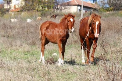 Horse and foal grazing in a meadow