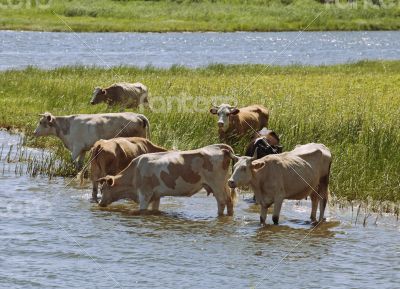 Cows at a riverbank