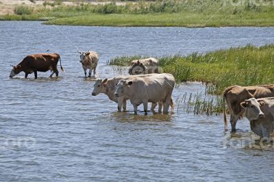 Cows at a riverbank