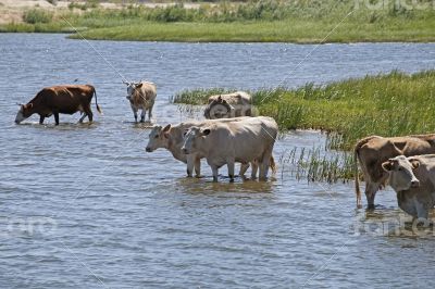 Cows at a riverbank