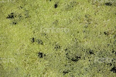 Duckweed