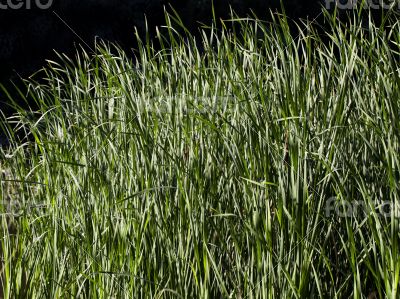 Water grass in the backlight