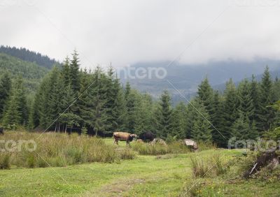 Cow pasturing in Carpathian mountains