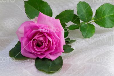 Flower bright pink rose with the leaves on the background of whi