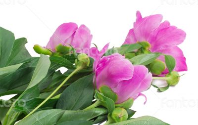 Flowers and flower buds of peonies at white background.