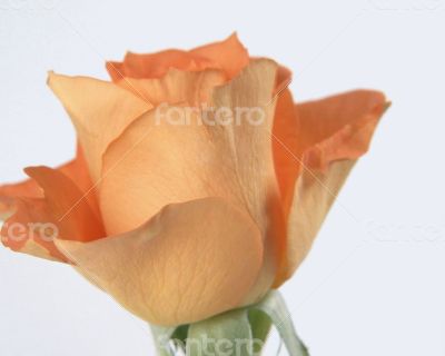 amazing rose