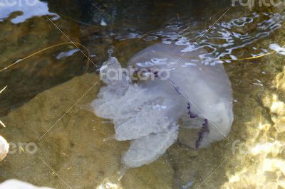 Large jellyfish floating in the water near the coast.