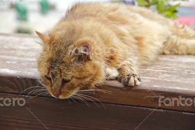 Red fluffy cat sits on the fence