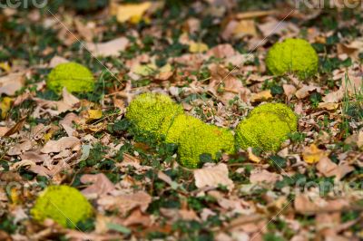 Adam`s apple (McClure) of grass and leaves.