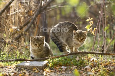 Two gray fluffy cats sits near the branches and leaves