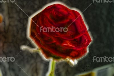 Red Rose