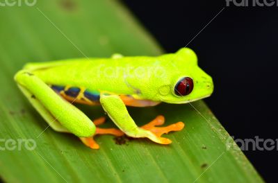 Red eyed tree frog
