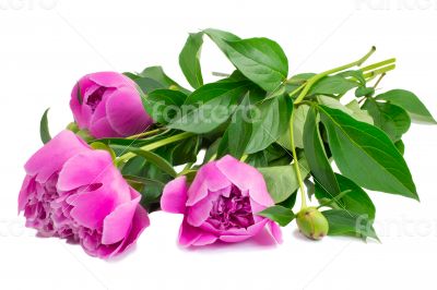 Flowers and flower buds of peonies at white background.