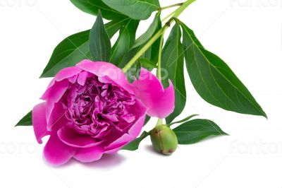 Flowers and flower buds of peonies at white background.