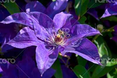 Bee on a flower.