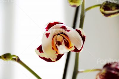 Beautiful orchid