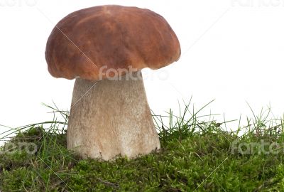 White fungus on the green grass. Presented on a white background