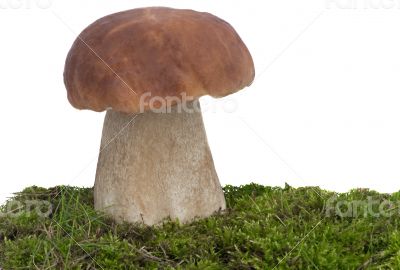 White fungus on the green grass. Presented on a white background