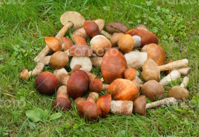 Beautiful mushrooms on the grass in the forest.