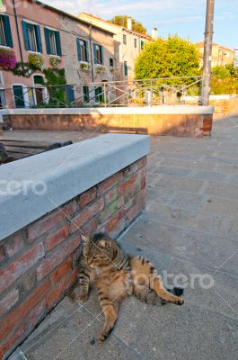 Venice Italy cat on the street