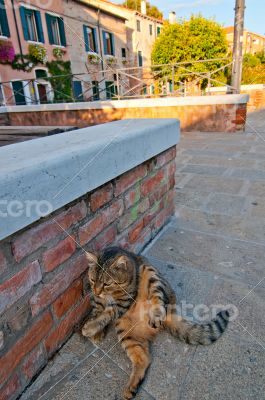 Venice Italy cat on the street