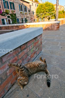 Venice Italy cat on the street