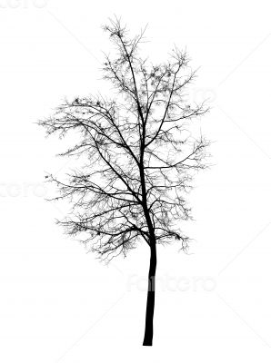 Bare tree isolated over white