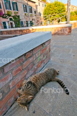Venice Italy cat on the street