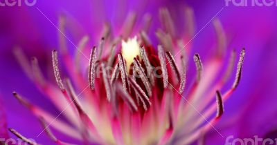 Inside of a flower