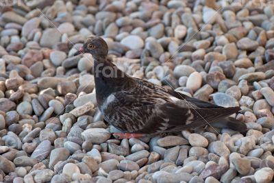 Dove on the pebbles.