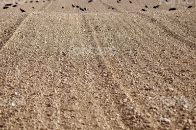 Field with Crows