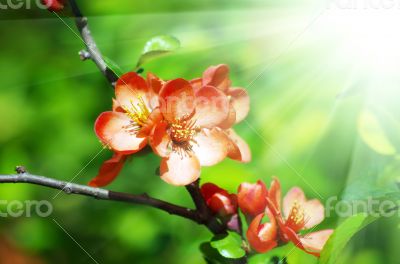 A close-up of a pinky red quince flower.