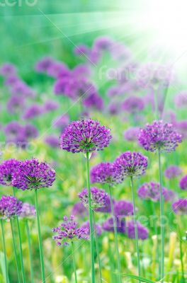 Close up of the flowers of some allium with butterfly 