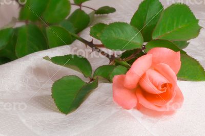 Flower bright pink rose with the leaves on the background of whi