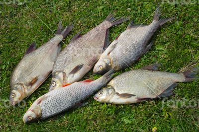 Fish caught in the river, lying on the grass..