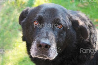 Dog Newfoundland closeup.