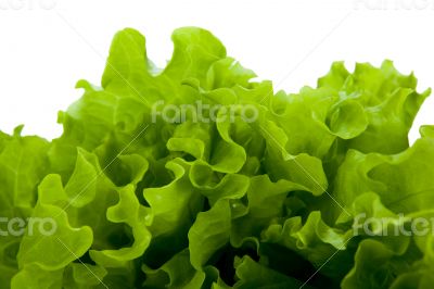 leaf lettuce close-up