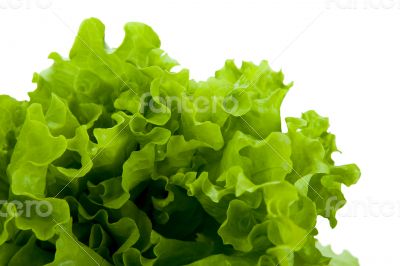 leaf lettuce close-up