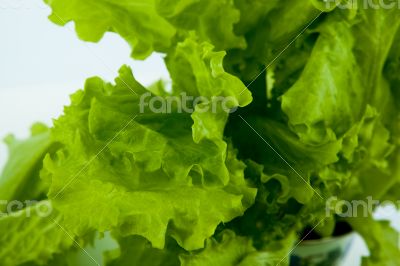 leaf lettuce close-up