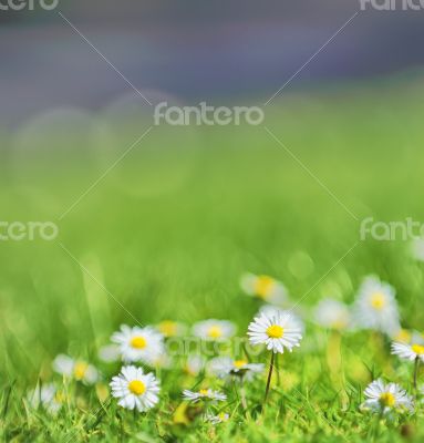 white daisies on the field